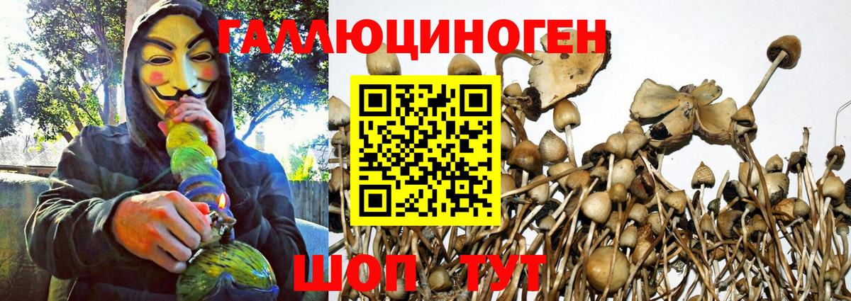 Галлюциногенные грибы Psilocybine cubensis Новороссийск